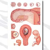 3B Wandplaat Moeder en Foetus (Embryologie) 84 x 118 cm V2066M met houten oprolstokken